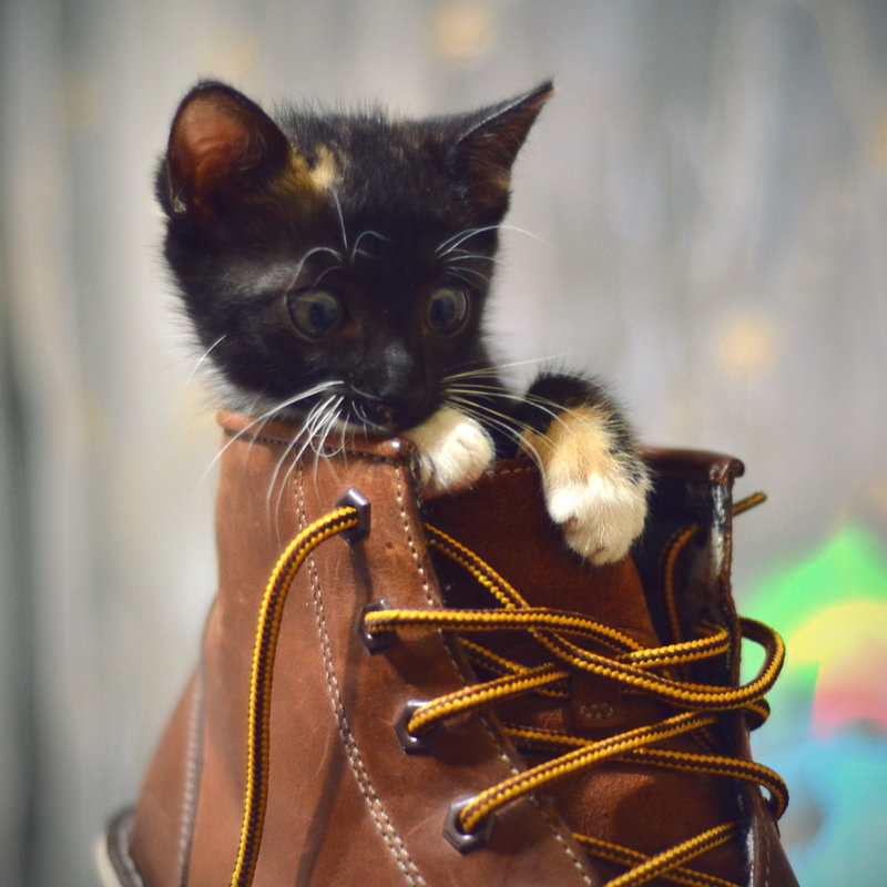 Кот ссыт на ботинки. Способы борьбы.